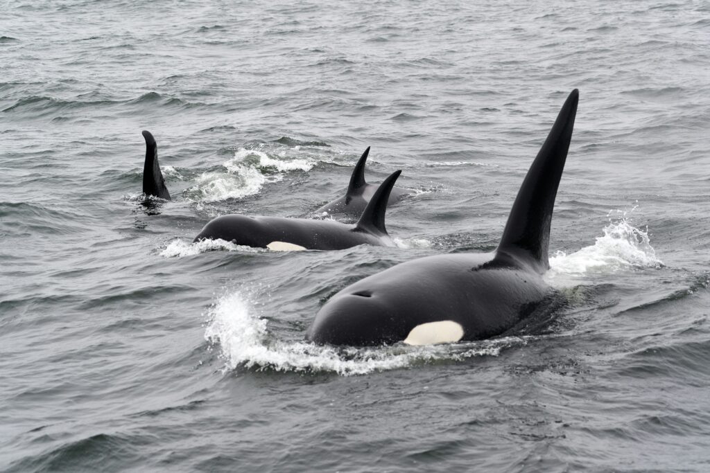 orcas
