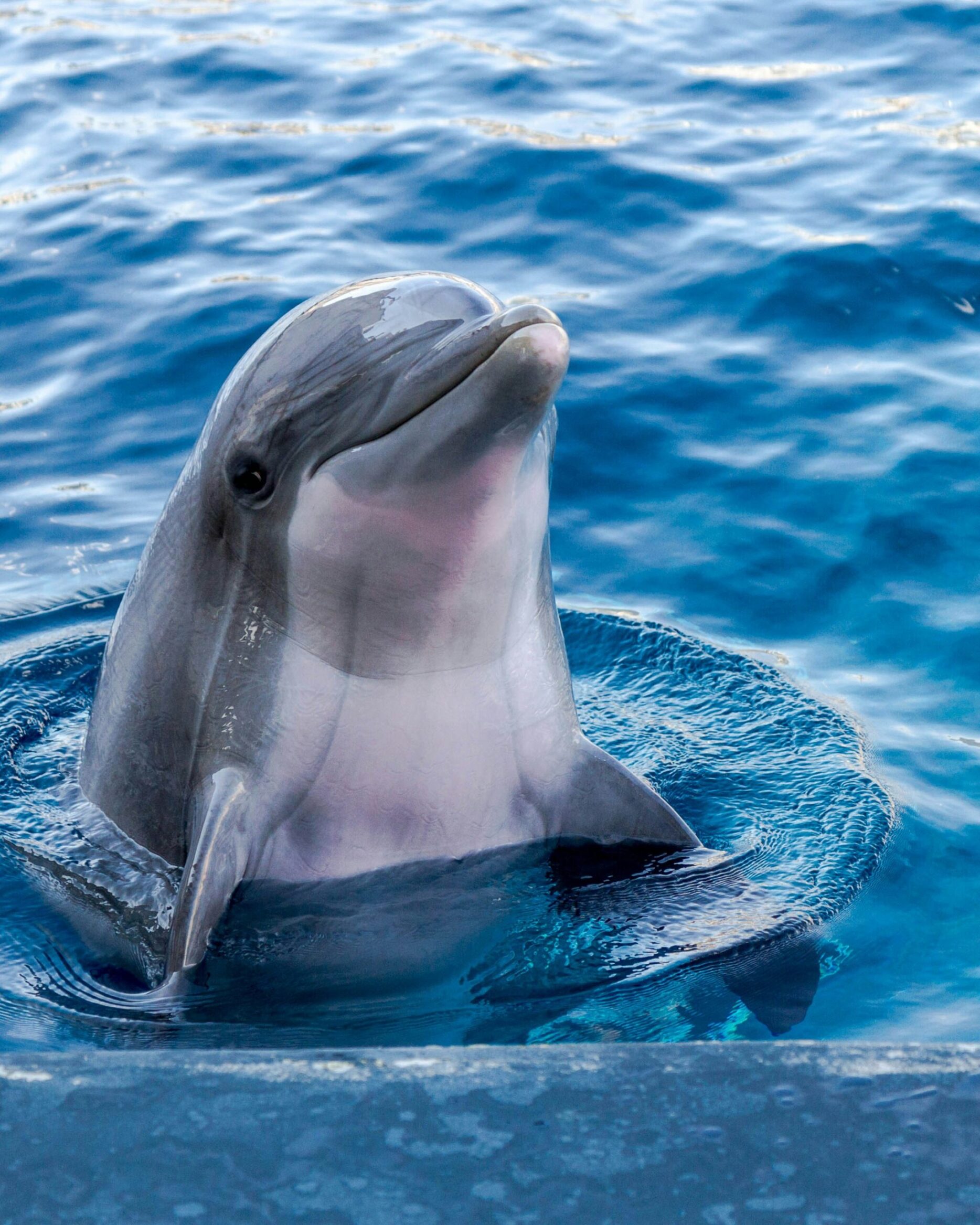 When A Dolphin Drops Knowledge…