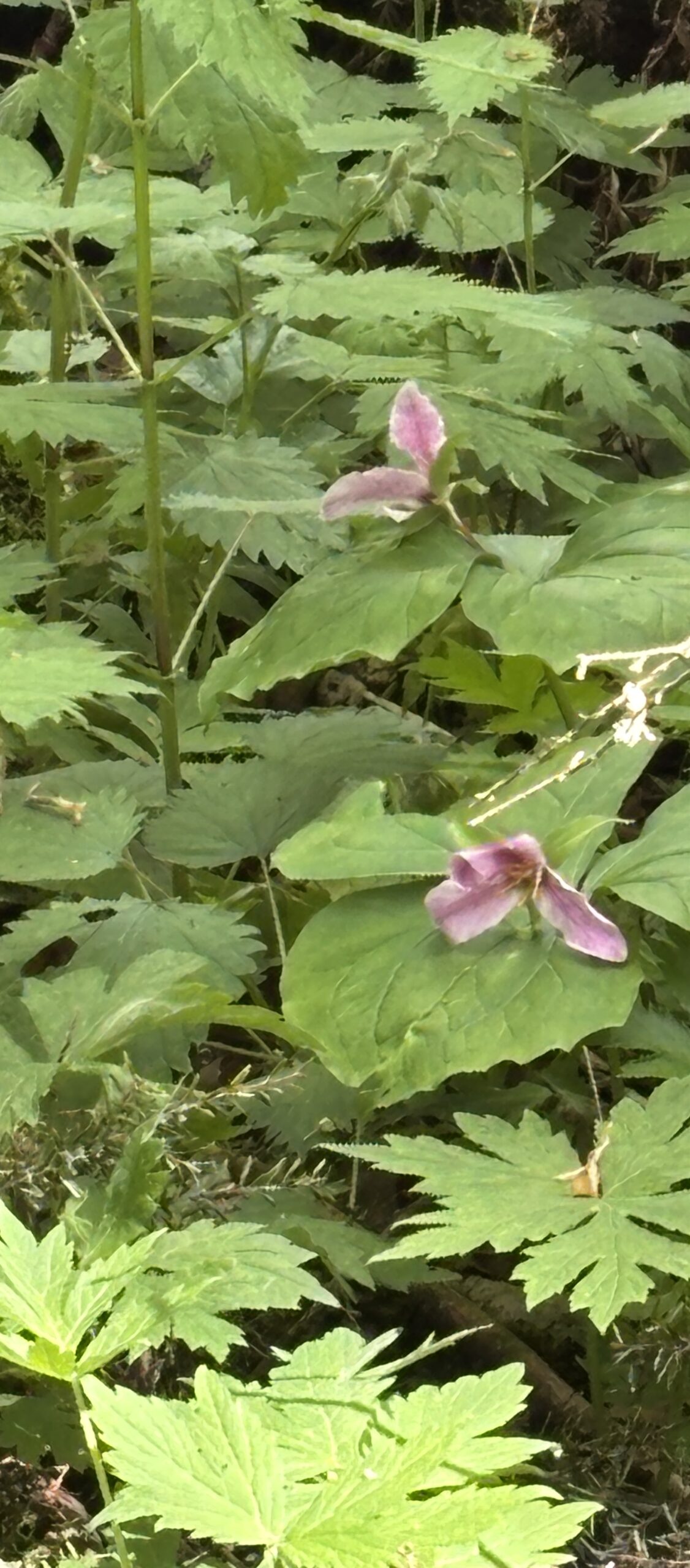Trillium Blooms