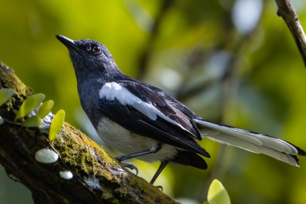 Oriental Magpie-Robin perched on a branch in Kuala Lumpur, Malaysia.